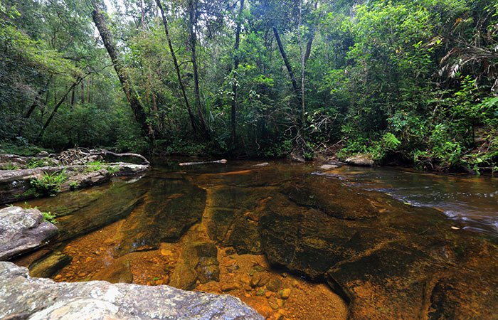 sinharaja rainforest trek
